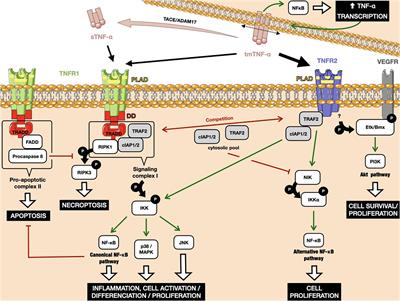 The TNF-α/TNFR2 Pathway: Targeting a Brake to Release the Anti-tumor Immune Response